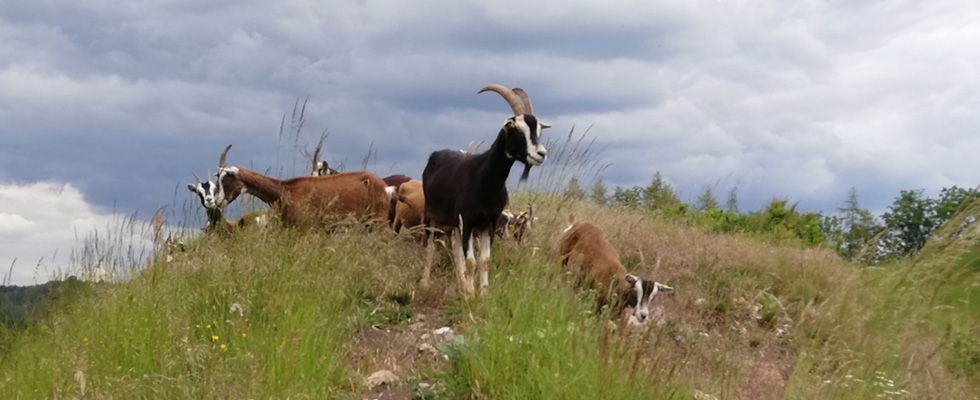 Ziegen in Kallmünz auf dem Brugberg