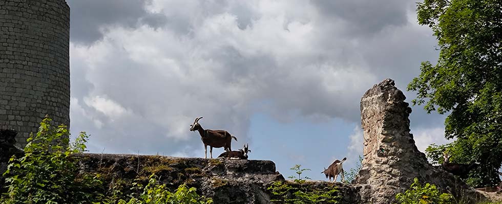 Burg kallmünt wird beweidet